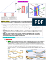 Anatomía Humana I - Apunte de Miembro Superior