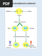 Z (H) - II-Cell Biology-BARR BODY