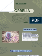 Borrelia 