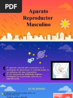 Aparato Reproductor Masculino