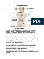 Sistema Endocrino