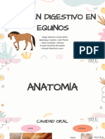 Examen Digestivo de Equino