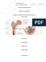 Osteologia Informe