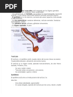 PDF Resumen Sistema Masculino Latarjet - Compress