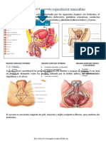 Anatomia Del Aparato Reproductor Masculino