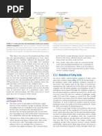 Oxidation of Fatty Acids