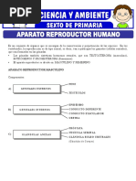 Aparato Reproductor Humano para Sexto de Primaria