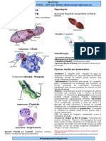 Bio Resumos Protozoarios 1