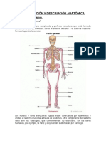 Comparación y Descripción Anatómica