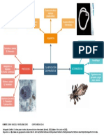 Clasificación de Parásitos
