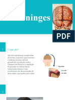 Meninges