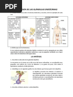 El Sistema Endócrino-Materia