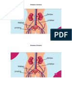 Sistema Urinario