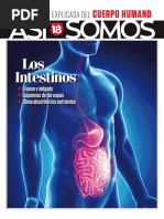 18 - Los Intestinos