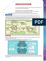 Sistema Nervioso 