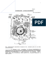BIOLOGIA COMUN CLASE 5 Celula Eucariontica