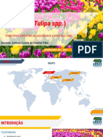 Apresentação Tulipas