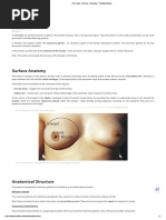 The Breasts - Structure - Vasculature - TeachMeAnatomy