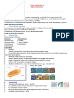 Ficha de Trabajo Reino Monera