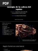 Miología de La Cabeza Del Equino