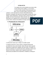 Sistema Motor Fisiologia