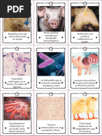 Loteria Bacterias