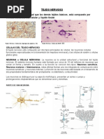 Guia de Estudio - Tejido Nervioso