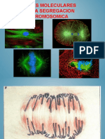 Mitosis Meiosis