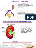 Sistema Urinario