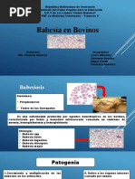 Babesia en Bovinos