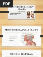 Trabajo Susi Musculos Mas Importantes de La Cara