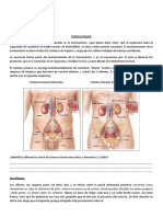 Sistema Urinario