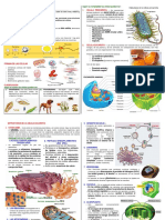 1° Grado Actividad Celula Procariota y Eucariota