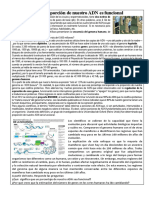 Qué Proporción de Nuestro ADN Es Funcional