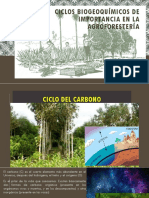 Ciclo Del Carbono