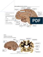 Practica Neuroanatomia