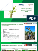 MIP de Plagas en Platano y Su Control Biologico