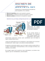 Resúmen de Embriología Del Sistema Muscular