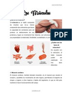 Los Músculos Trabajo de Ed. Fisica