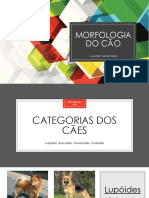 Morfologia Dos Cães