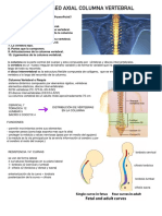 Sistema Óseo Axial Columna Vertebral1