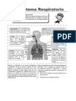 Sistema Respiratorio