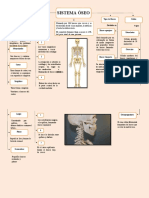 Mapa Conceptual Del Sistema Oseo 4