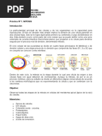 GI 1 PRÁCTICA MITOSIS Hecho