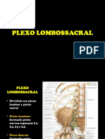 Plexo Lombossacral