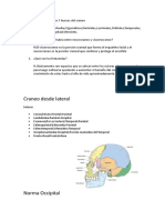 Craneo (Osteologia)