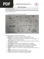 Taller Sobre Hongos