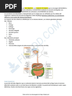 Sistema Digestivo