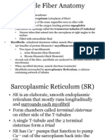 Sarcolemma - Cell Membrane