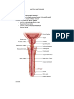 Anatomi Alat Kelamin